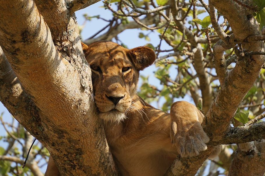 lioness lying on gray tree during daytime, tiger resting on branch of tree HD wallpaper