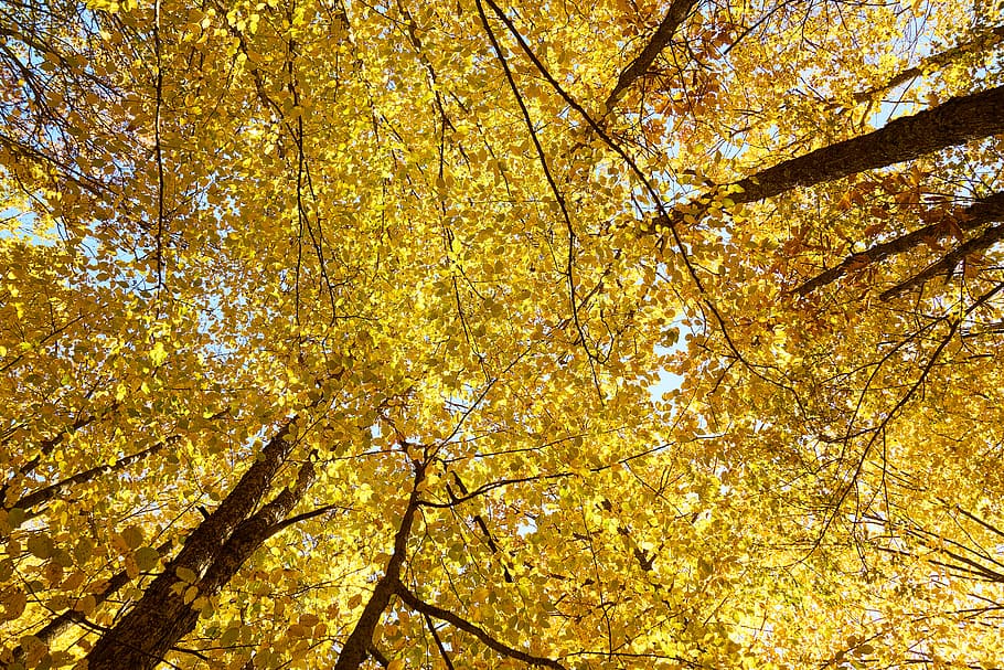 HD wallpaper: yellow, autumn, leaves, tree, branches, high, live