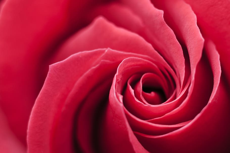 photo of red rose, swirl, background, flower, romantic, love HD wallpaper