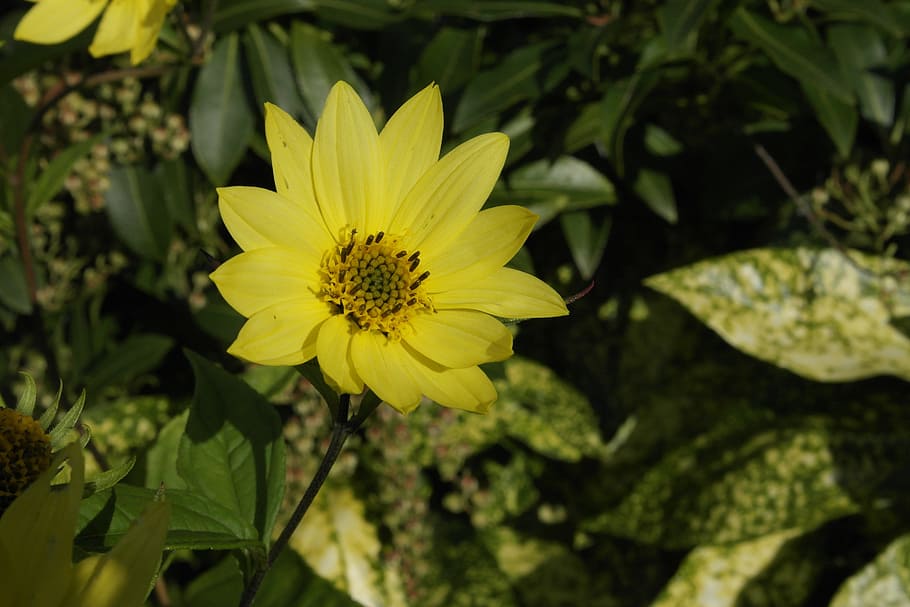 nature, flower, yellow, flowering plant, freshness, beauty in nature HD wallpaper