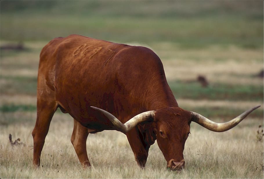 brown buffalo standing on ground at daytime, longhorn, texas