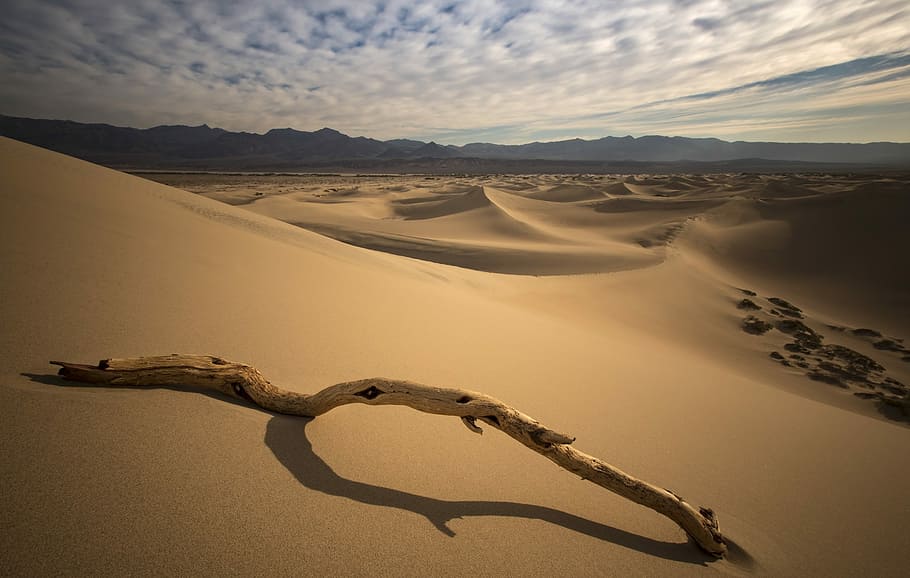 drift wood on desert, landscape photo of desert, beach, branch, HD wallpaper