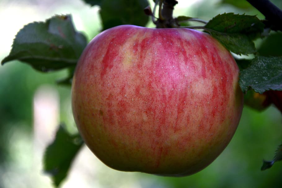 apple, red, leaves, red apple, color image, nature, macro, the leaves are HD wallpaper
