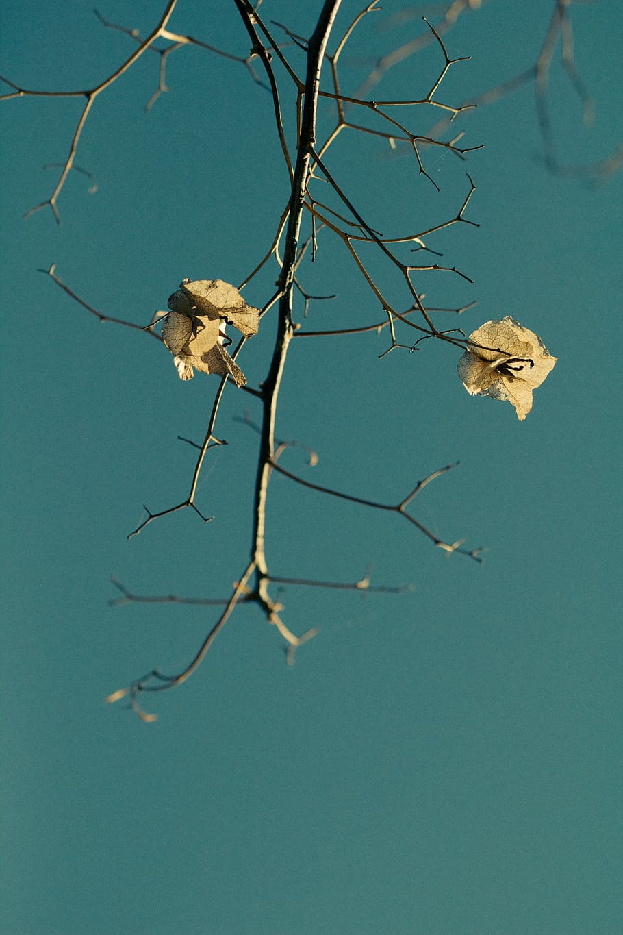 photo of withered flower, dried flower on stem, branch, tree HD wallpaper
