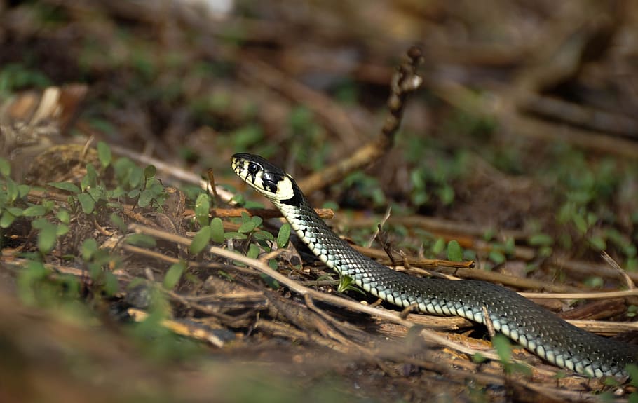 snake, snooping, reptiles, animal themes, animal wildlife, one animal HD wallpaper