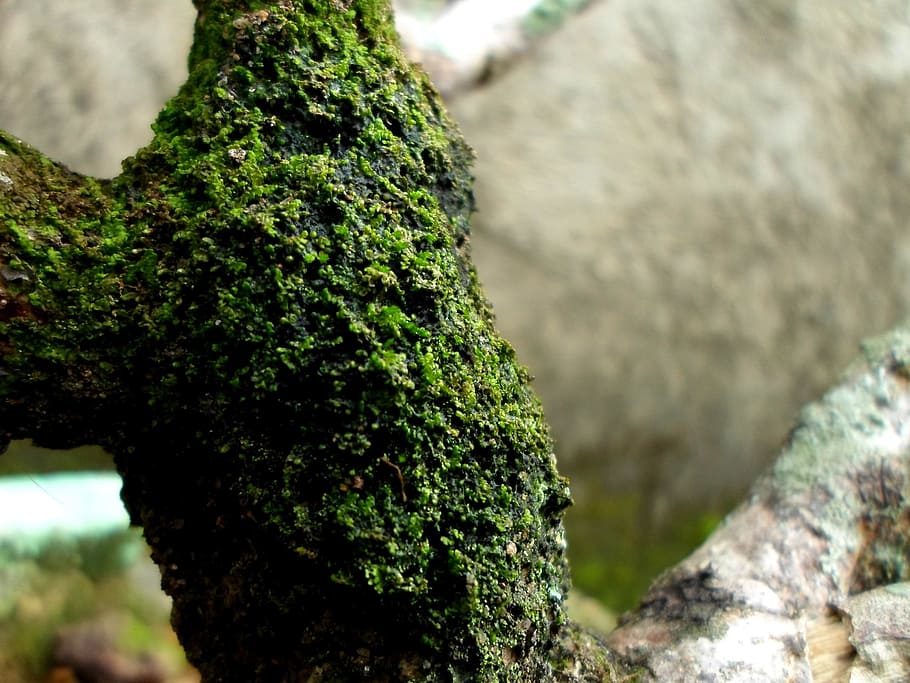 bark, focus, tree, organic, agriculture, outdoors, environment HD wallpaper