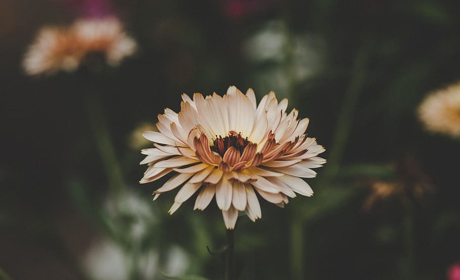 Aster Flowers, bloom, blossom, flora, growth, HD wallpaper, macro HD wallpaper