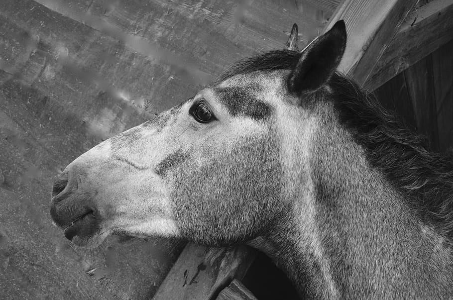 Free download | HD wallpaper: horse, stable, soft, domestic animal ...