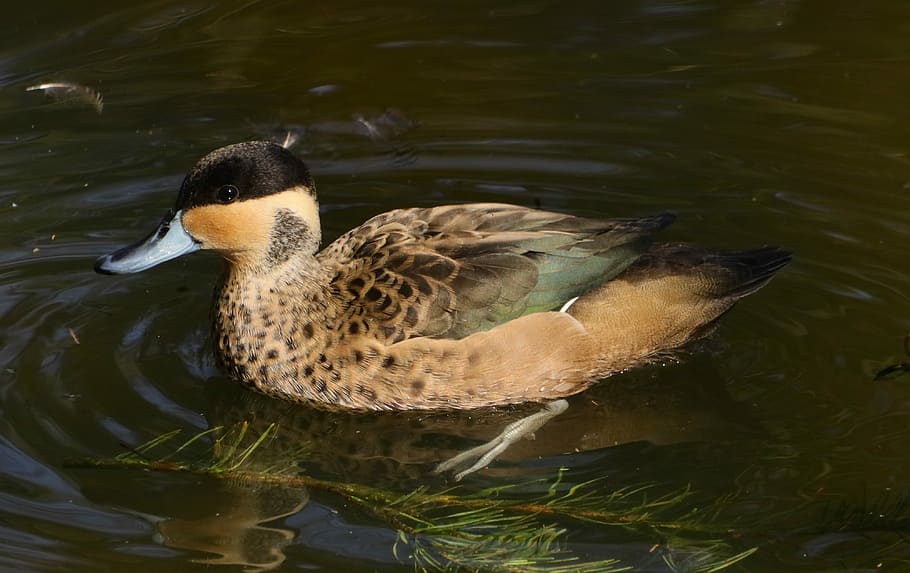 bird, duck, puddle, lake, animal world, pretty, sweet, waters HD wallpaper