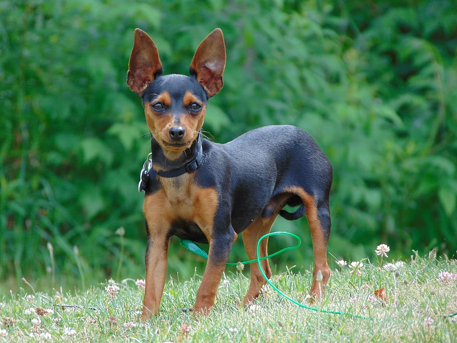 selective focus photography of brown and black miniature pinscher standing on grass field