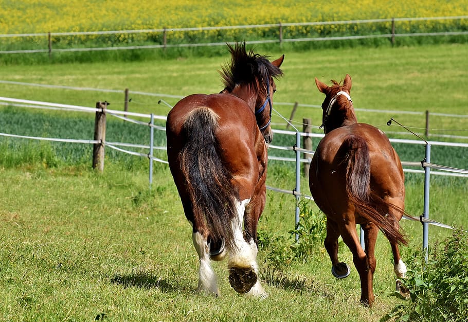 horses, for two, coupling, stallion, eat, paddock, brown, meadow HD wallpaper