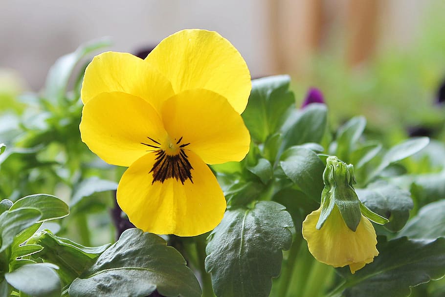 pansy, yellow, spring, blossom, bloom, violet, flowering plant HD wallpaper
