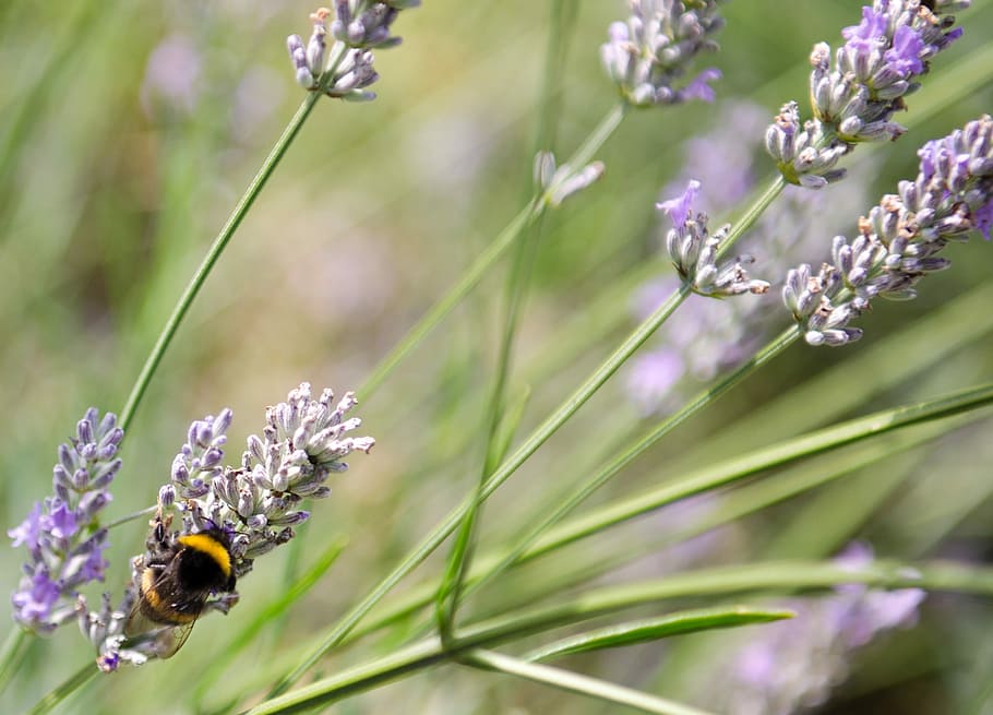 Bumble Bee, Lavender, Macro, Wild, insect, garden, summer, flower HD wallpaper