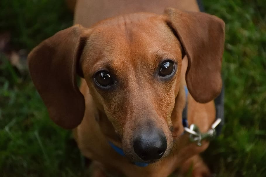 HD wallpaper: adult red dachshund standing on grass lawn, dog, canine ...