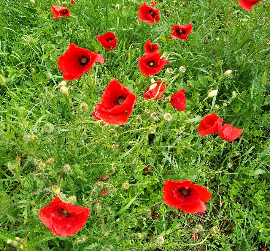 flowers, red, prato, grass, poppies, green, leaves, nature HD wallpaper