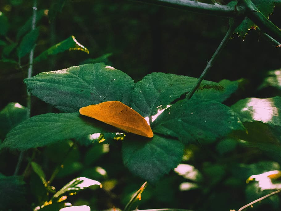 dried leaf on green leafed plant, brown leaf on green leaf selective focus photography HD wallpaper
