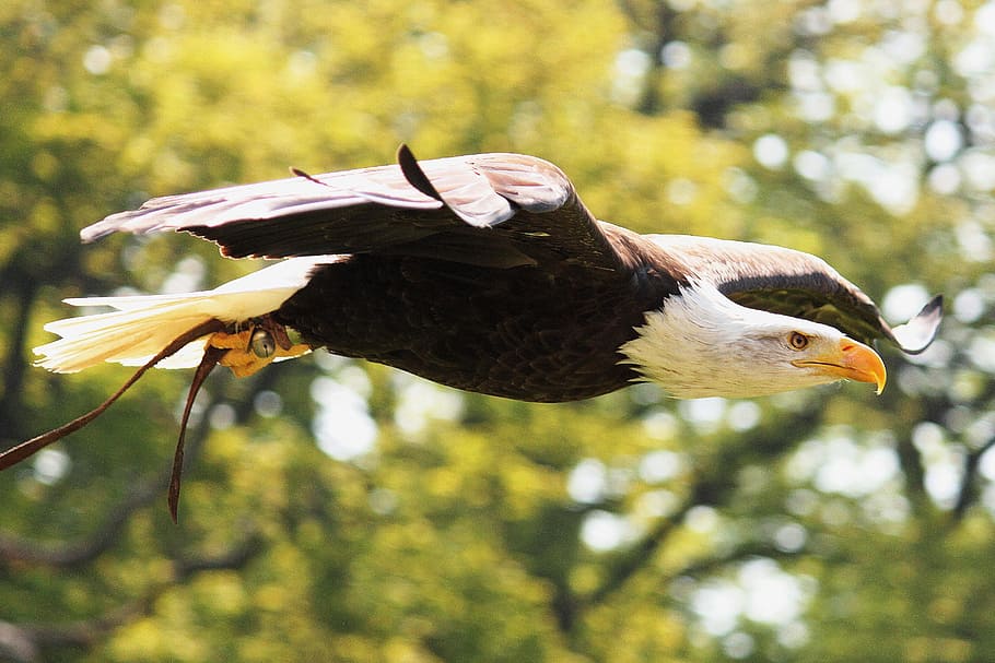 shallow focus photography of black and white bird, adler, white tailed eagle HD wallpaper