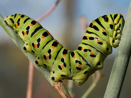 insect, caterpillar, larva, close-up, animal, animal themes HD wallpaper