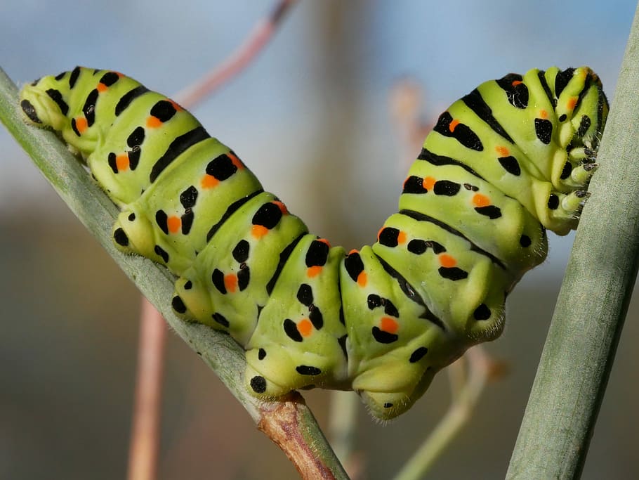insect, caterpillar, larva, close-up, animal, animal themes HD wallpaper