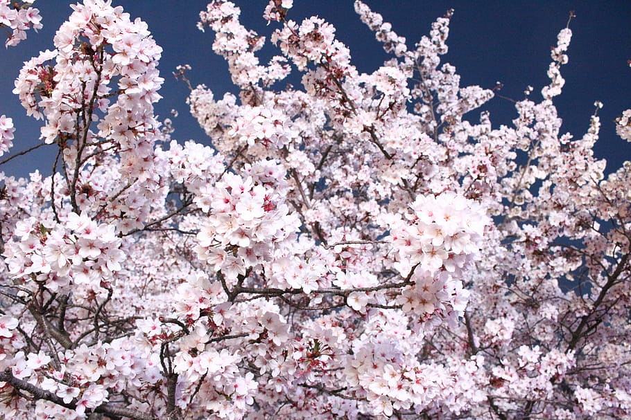 nature, flowers, spring, cherry tree, wood, quarter, season HD wallpaper