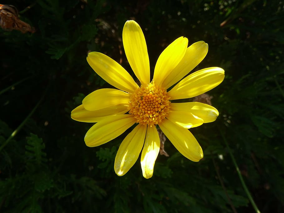 flower, yellow, spring, nature, yellow flower, macro, spanish yellow daisy HD wallpaper
