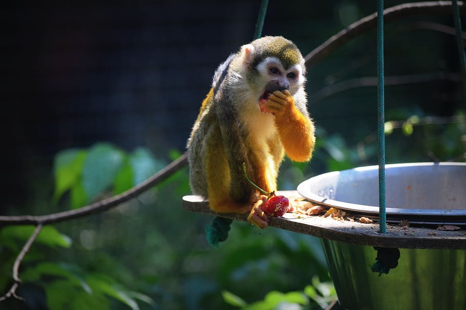 monkey, zoo, food, animal themes, one animal, animal wildlife HD wallpaper
