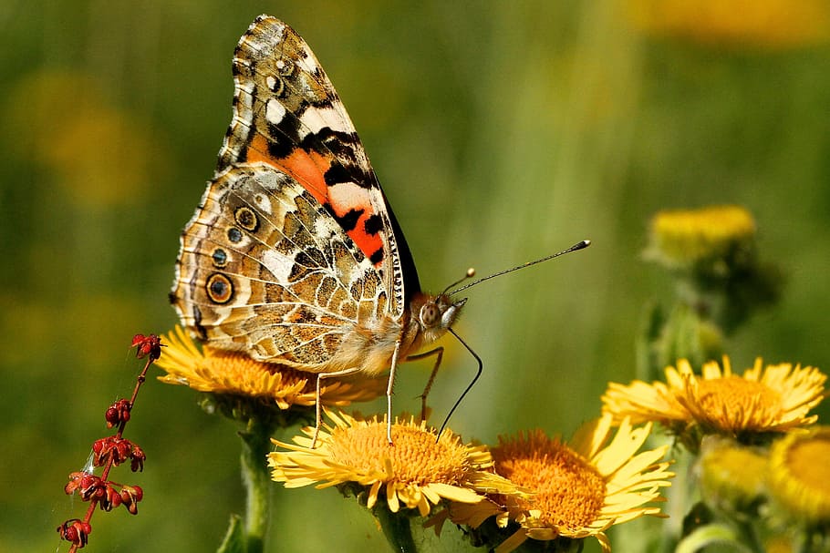 closeup photography of moth perched on flower, selective focus photography of painted lady butterfly perched on sunflower HD wallpaper
