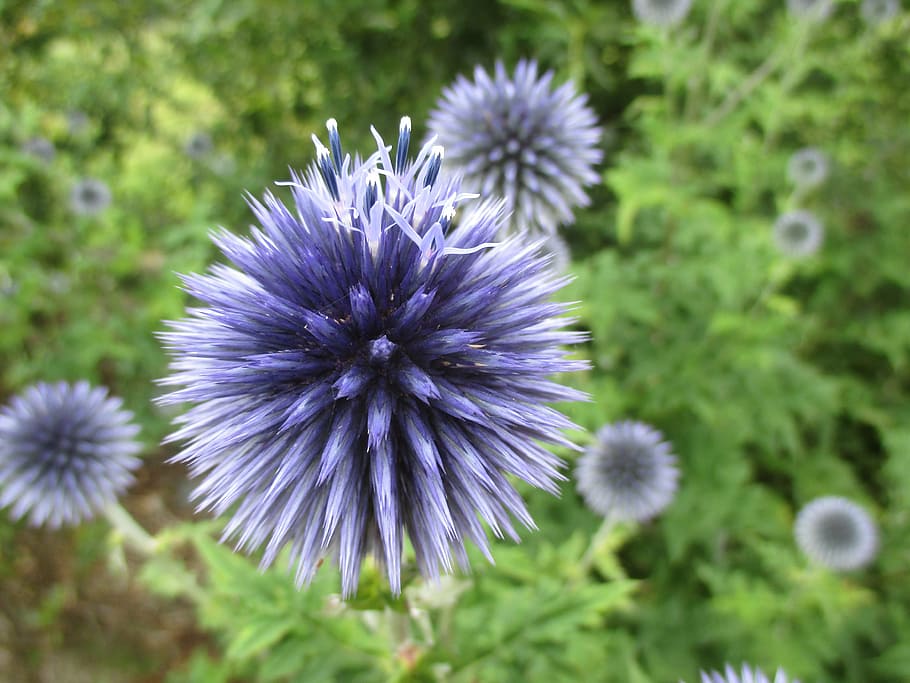 thistle, blossom, bloom, summer, thistle flower, nature, close HD wallpaper