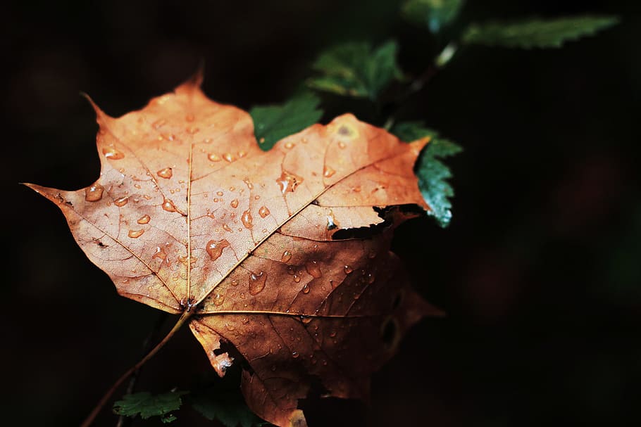 shallow focus photography of dried leaf, shallow focus photography of brown leaf with water droplets HD wallpaper