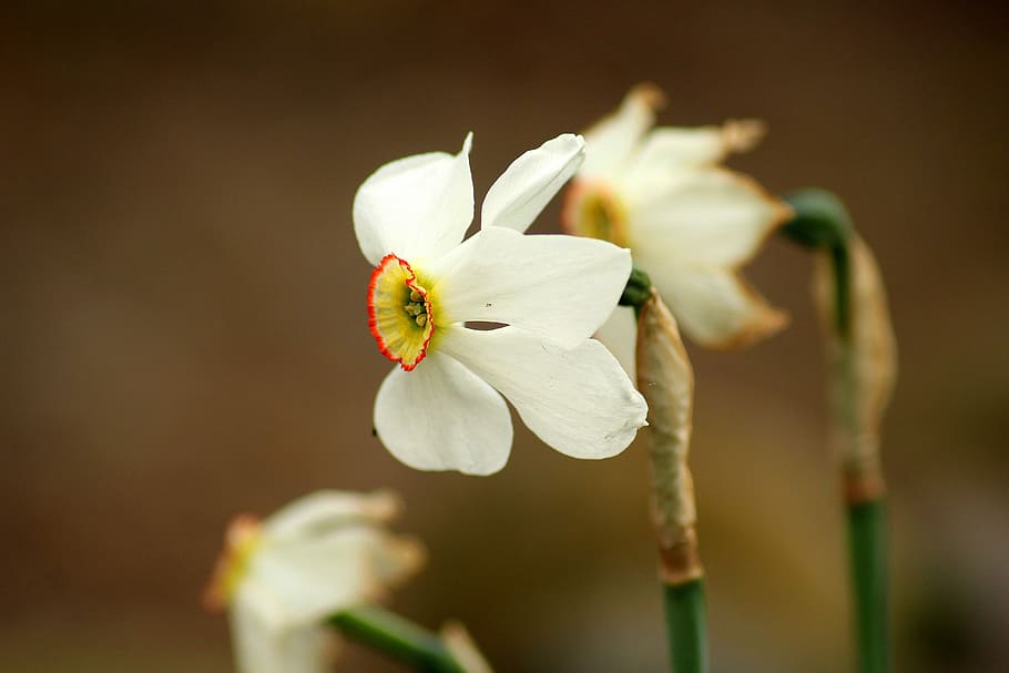 selective focus photography of white and yellow daffodil flower HD wallpaper