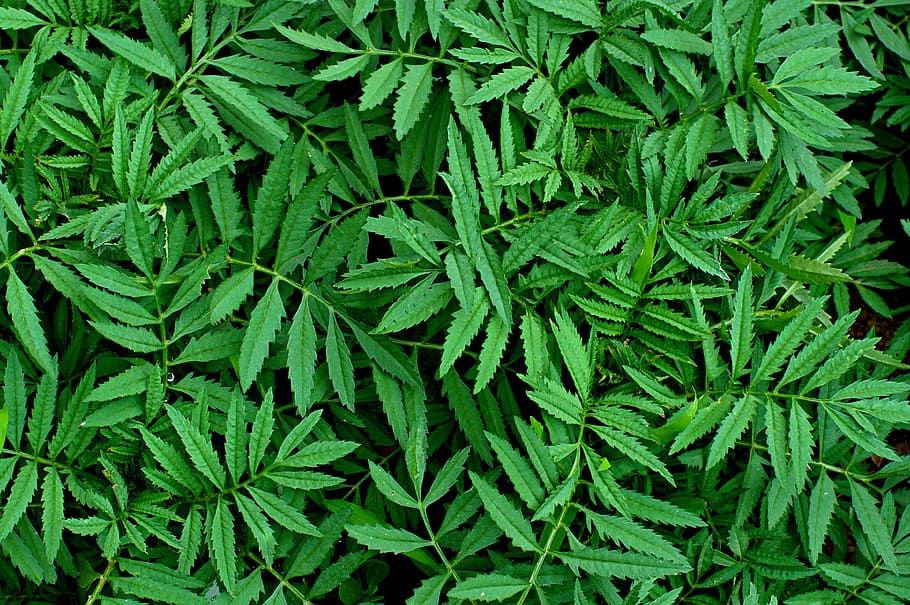 plants, leaf, the leaves, green, pool, abstract, green color HD wallpaper