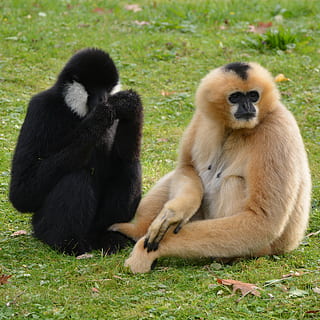 monkeys, mammal, animal, gibbon, group of animals, animal wildlife HD wallpaper