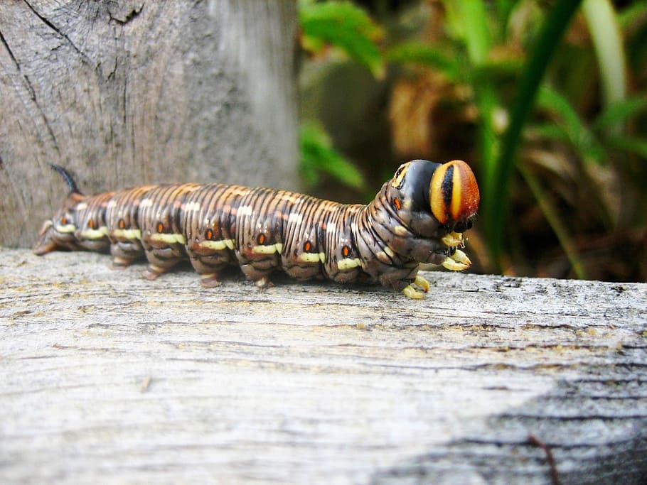 Nature, Animals, Caterpillar, one animal, animals in the wild HD wallpaper