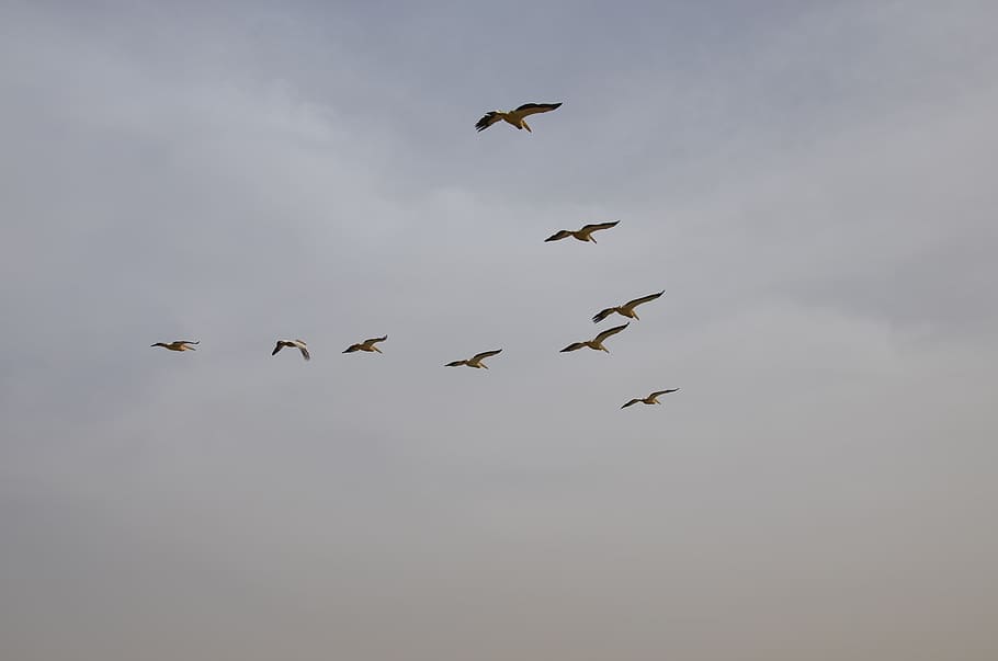 birds, flight, pelican, flying, animal wildlife, animals in the wild HD wallpaper