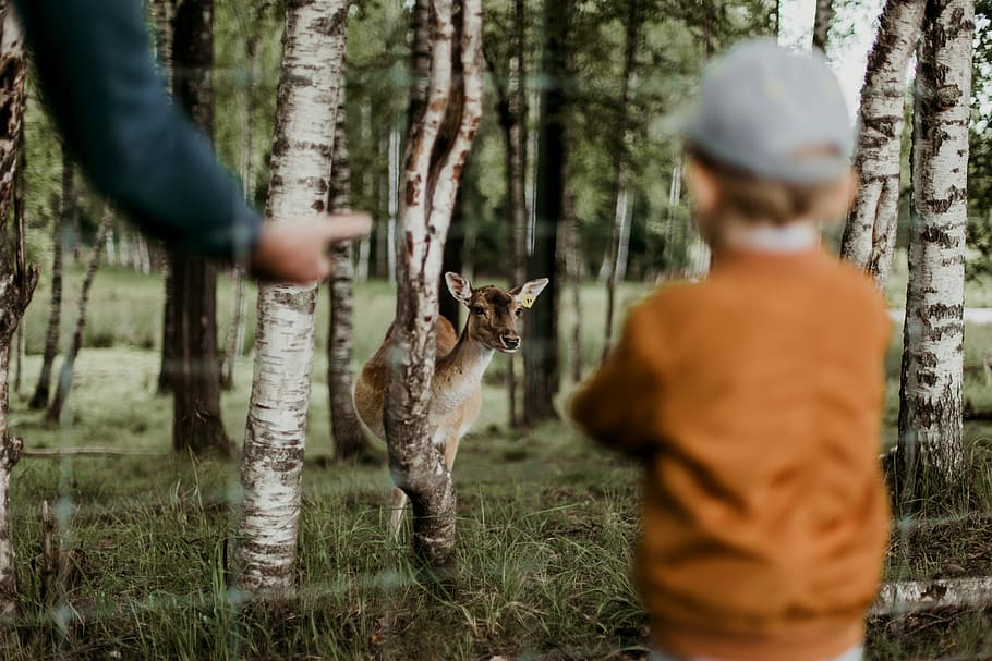 boy watching brown deer beside trees, depth photography of brown deer watching boy in jacket HD wallpaper