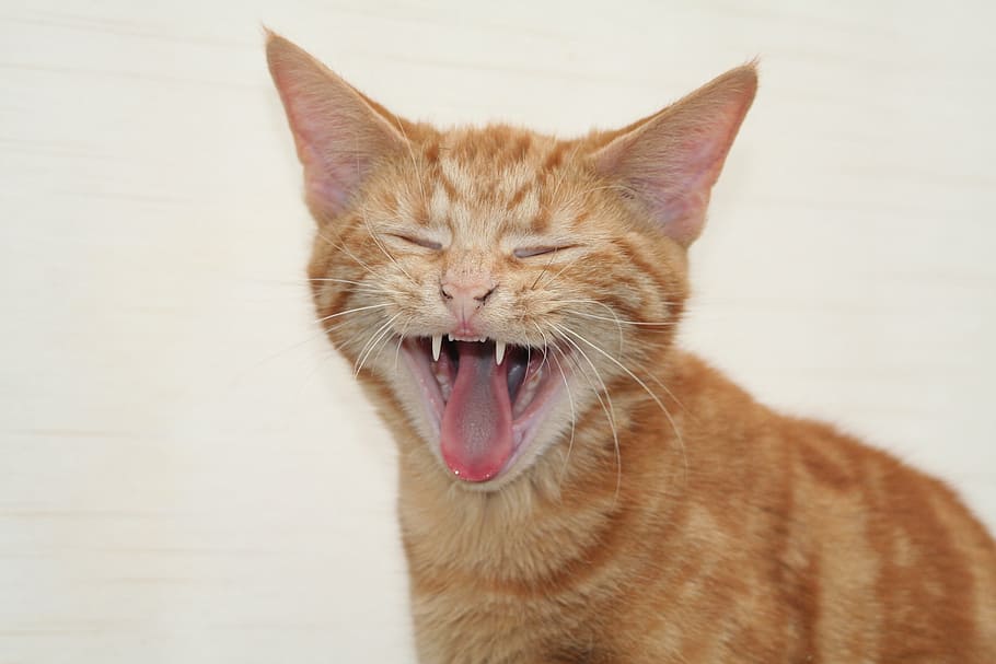 orange tabby cat, kitten, pet, animal, domestic, feline, kitty HD wallpaper