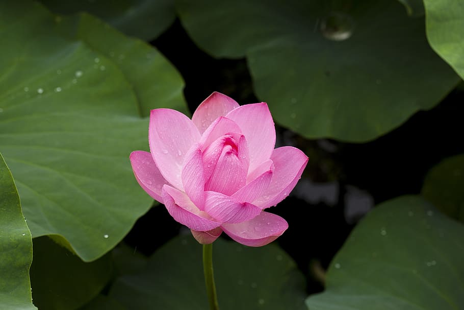 pink lotus flower, nature, plants, flowers, pond plants, leaf HD wallpaper