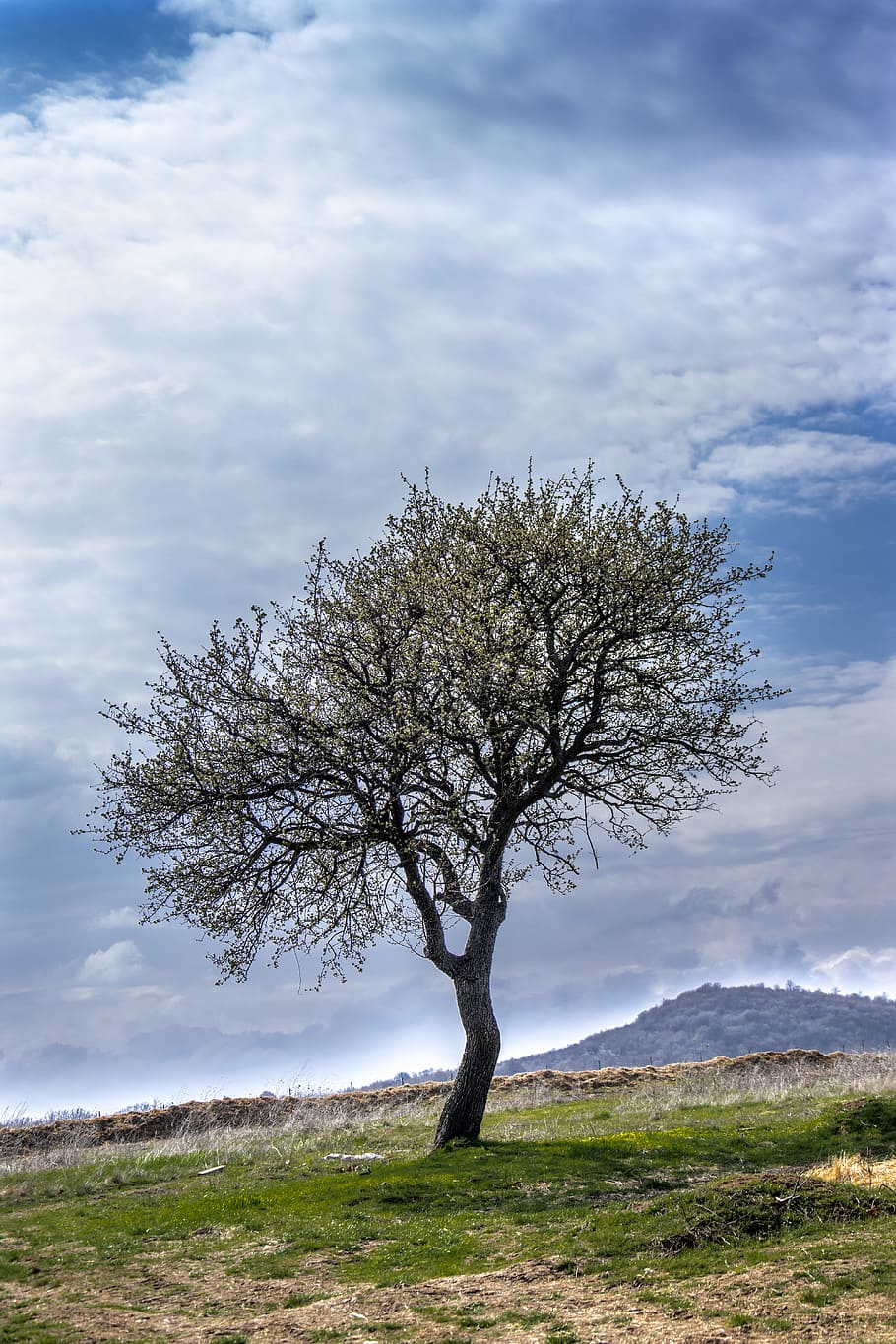 Tree, Nature, Park, Outdoor, Landscape, natural, season, light HD wallpaper