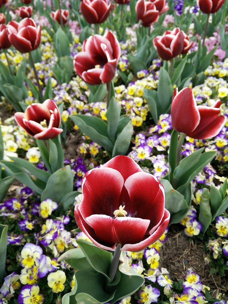 Shanghai, Chen, Tulip, chen shan, flower, red, no people, plant HD wallpaper