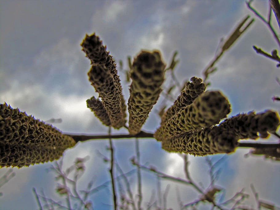 plant, wood, flower, cloud, sky, nature, no people, animal wildlife HD wallpaper
