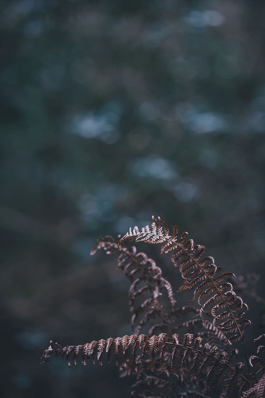 fern, leaf, plant, nature, dark, close-up, no people, focus on foreground HD wallpaper