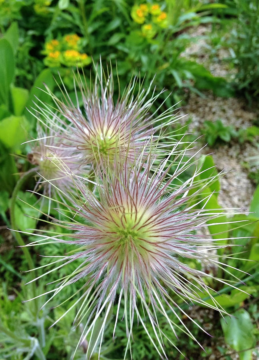 nature, spiky, spikes, thorny, prickly, plant, exotic, green HD wallpaper