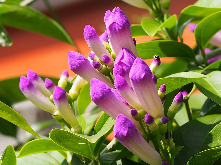 garlic vine, purple, 綻, flower, flowering, flowering plant HD wallpaper
