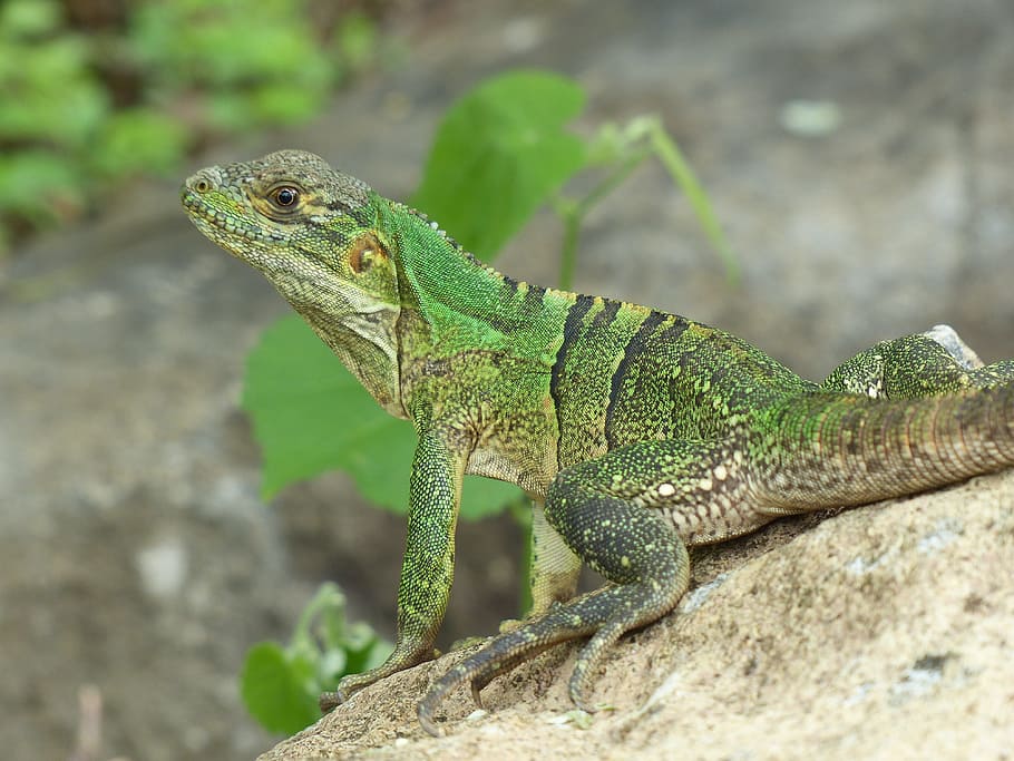 lizard, sun, costa rica, green, sunny, reptile, stone, sonnenplatz HD wallpaper