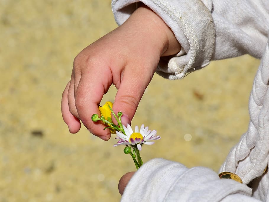 person holding white daisy and yellow flower, child, girl, hand HD wallpaper