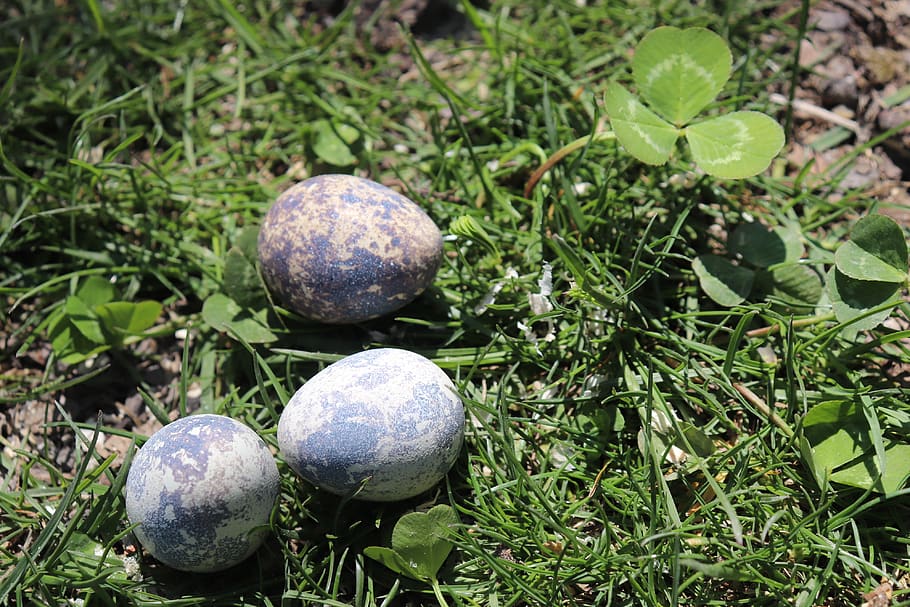 quail, egg, quail eggs, easter, close, basket, healthy, food HD wallpaper