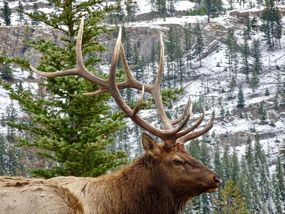 brown deer at forest, stag, elk, antler, male, wilderness, wildlife HD wallpaper