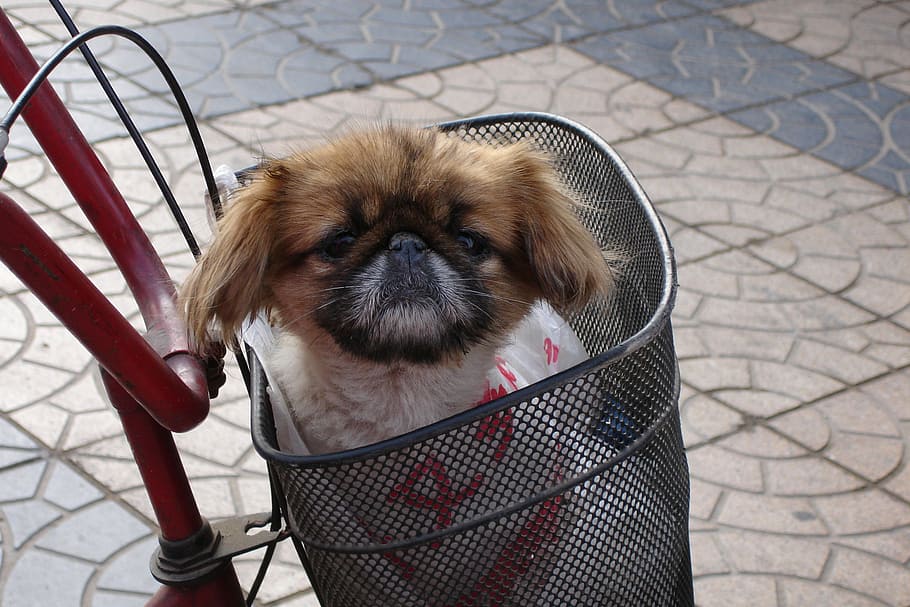 dog, pekinese, animal, one animal, animal themes, domestic HD wallpaper