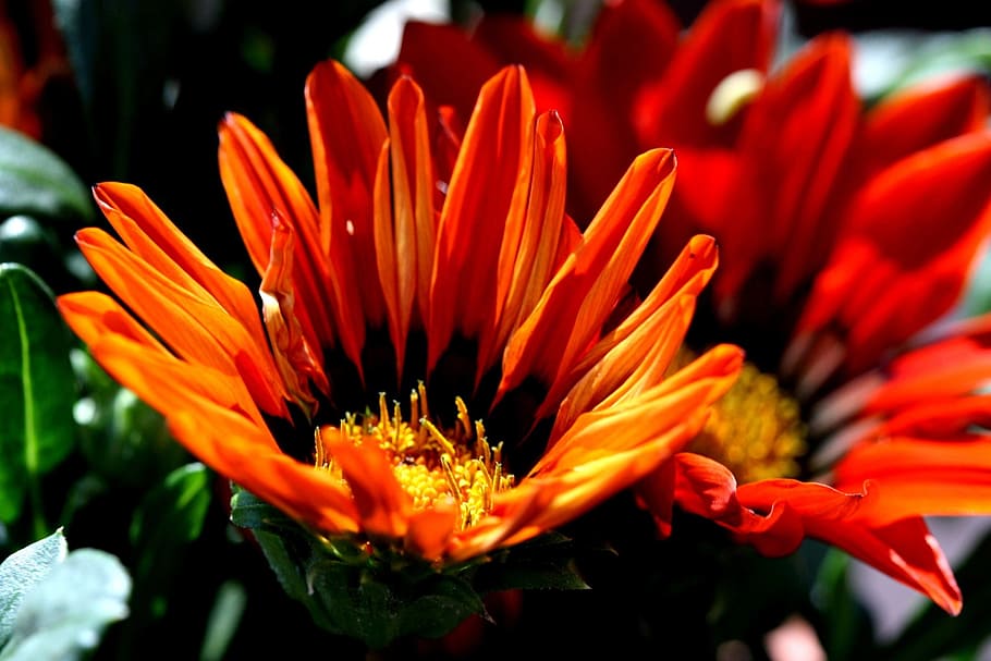orange, flowers, midday flowers, flowering plant, petal, beauty in nature HD wallpaper