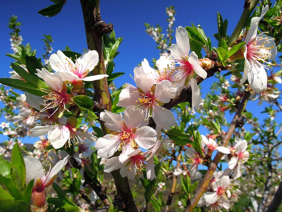 almond flower, flowering tree, bloom, spring, blue sky, pink HD wallpaper